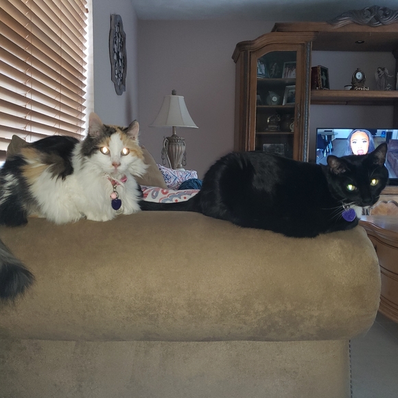 Meet your Posher, Denise - Picture 2 of 2